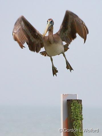 Pelican Taking Flight_32504.jpg - Brown Pelican (Pelecanus occidentalis)Photographed along the Gulf coast near Port Lavaca, Texas, USA. 